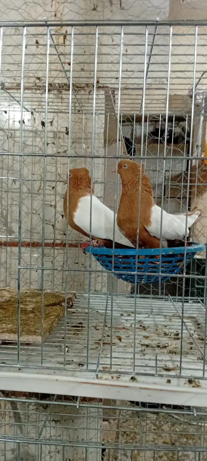 سینه ای چپ اشعل دمسفید یکت|پرنده|اندیمشک, |دیوار