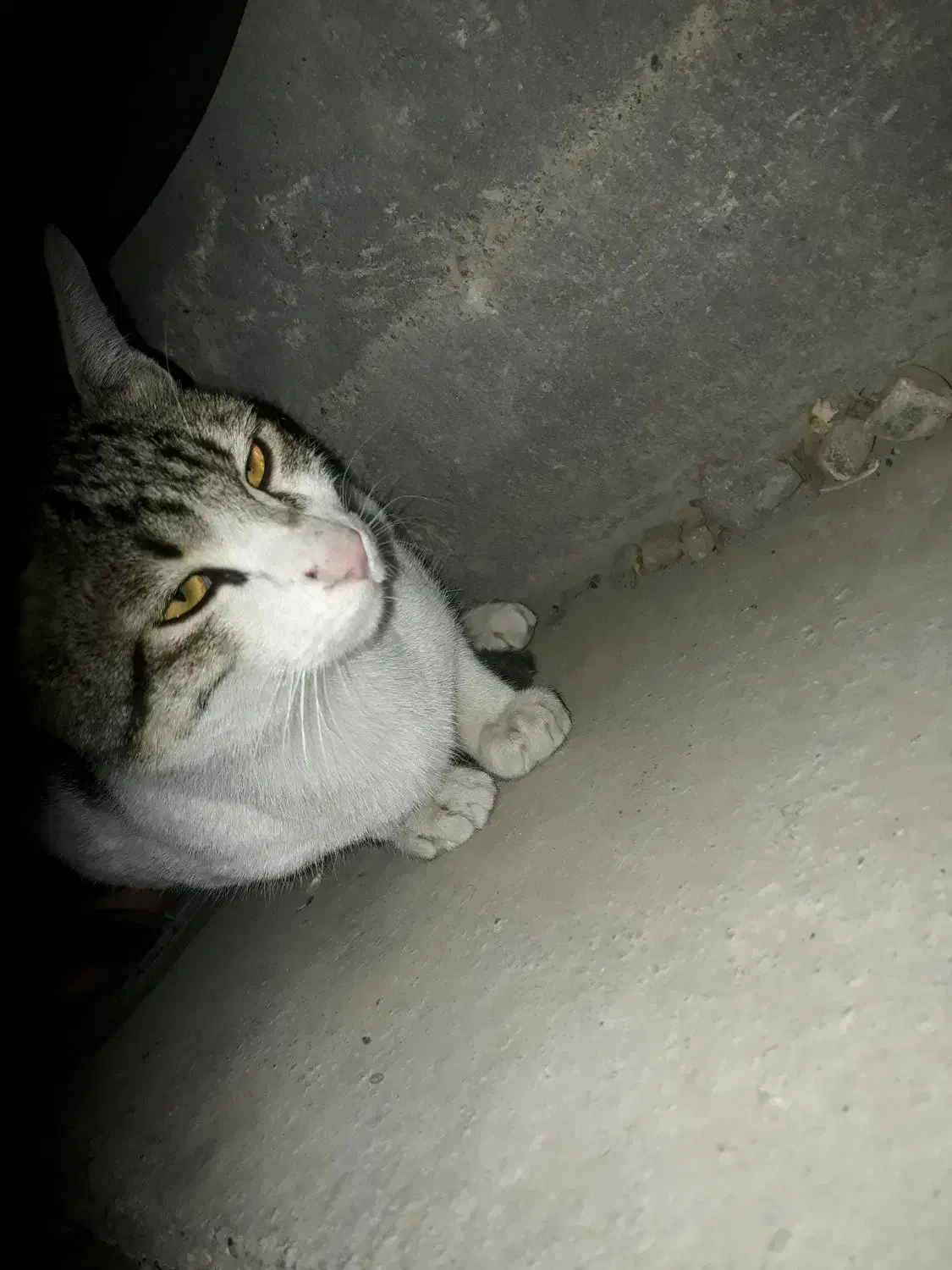 گربه|گربه|اندیشه, اندیشه فاز ۴|دیوار