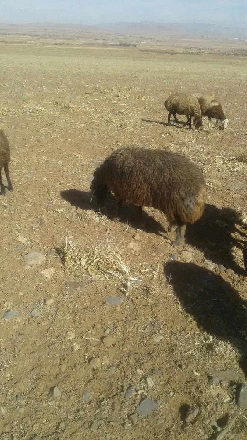 یک عدد شیشک مهر|حیوانات مزرعه|خمین, |دیوار