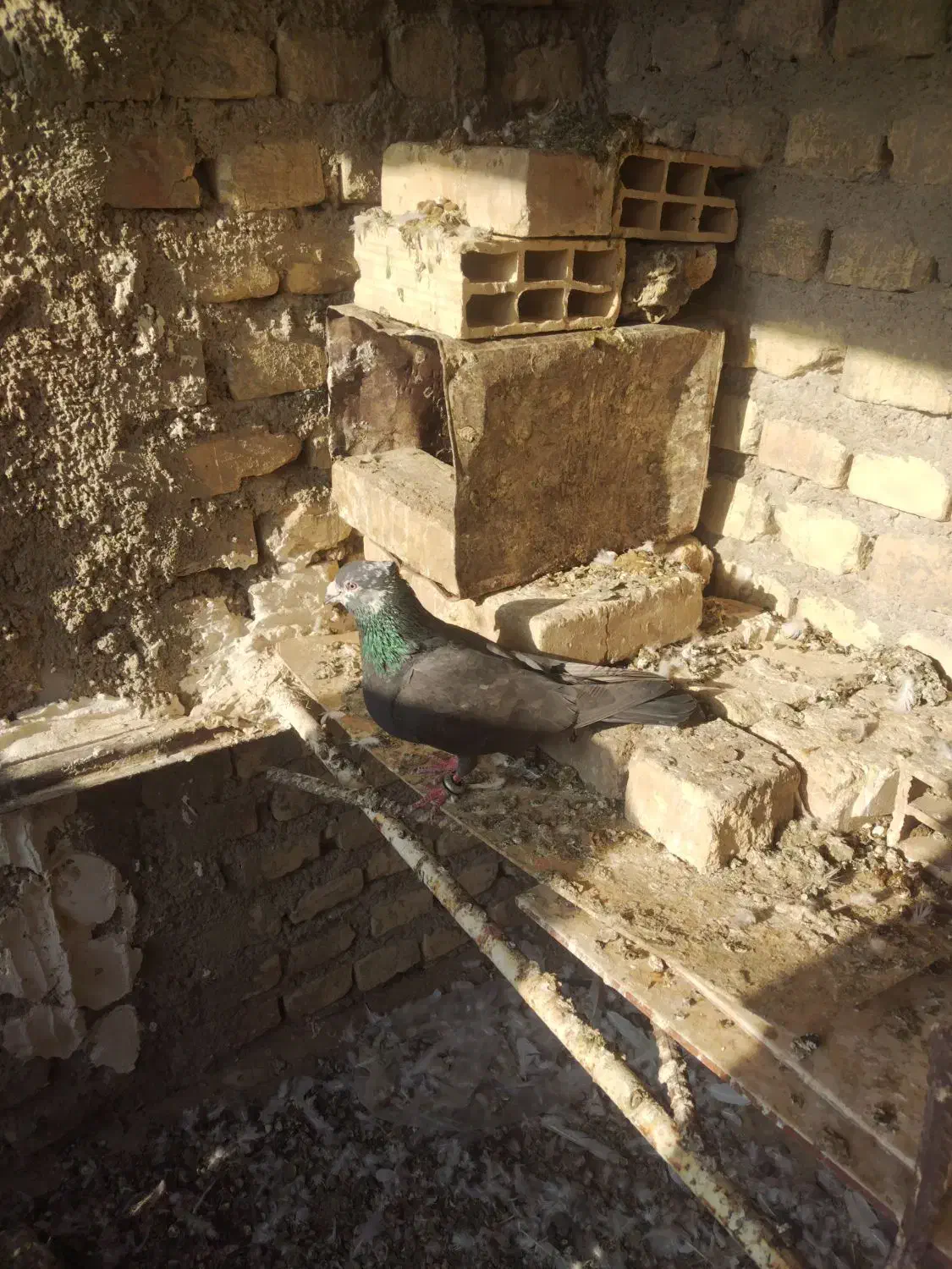 نر زاجر|پرنده|یزد, |دیوار