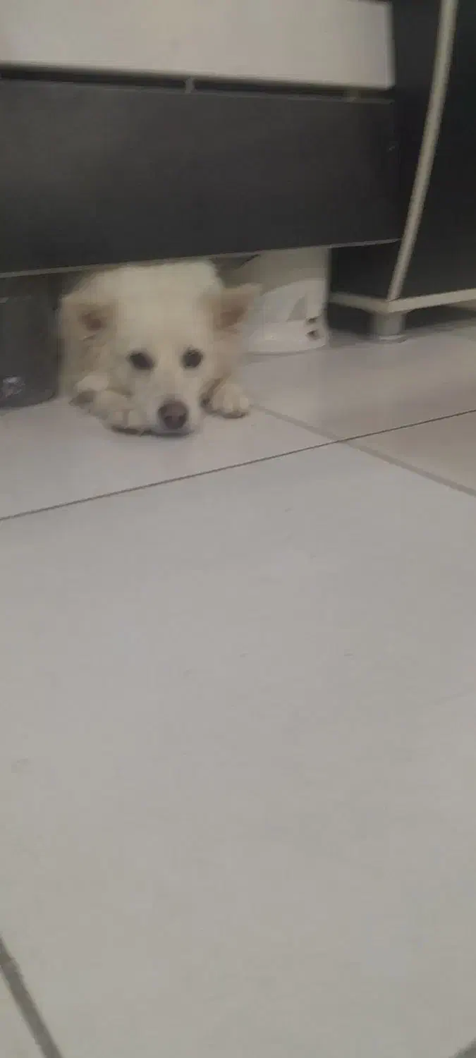 سگ  اشپیتنز|سگ|مرودشت, ژیان|دیوار