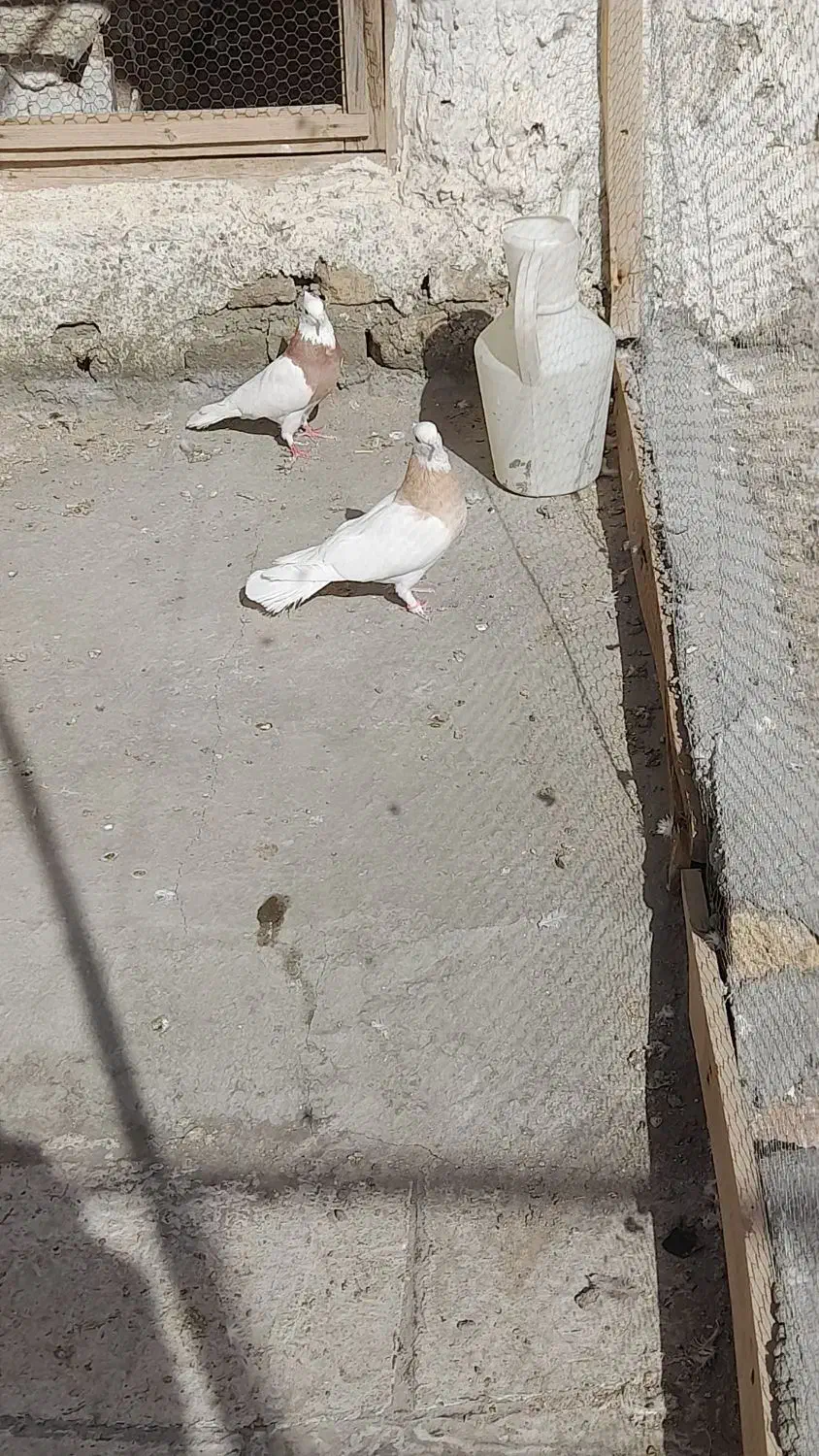 کفتر طوقی|پرنده|آران و بیدگل, |دیوار