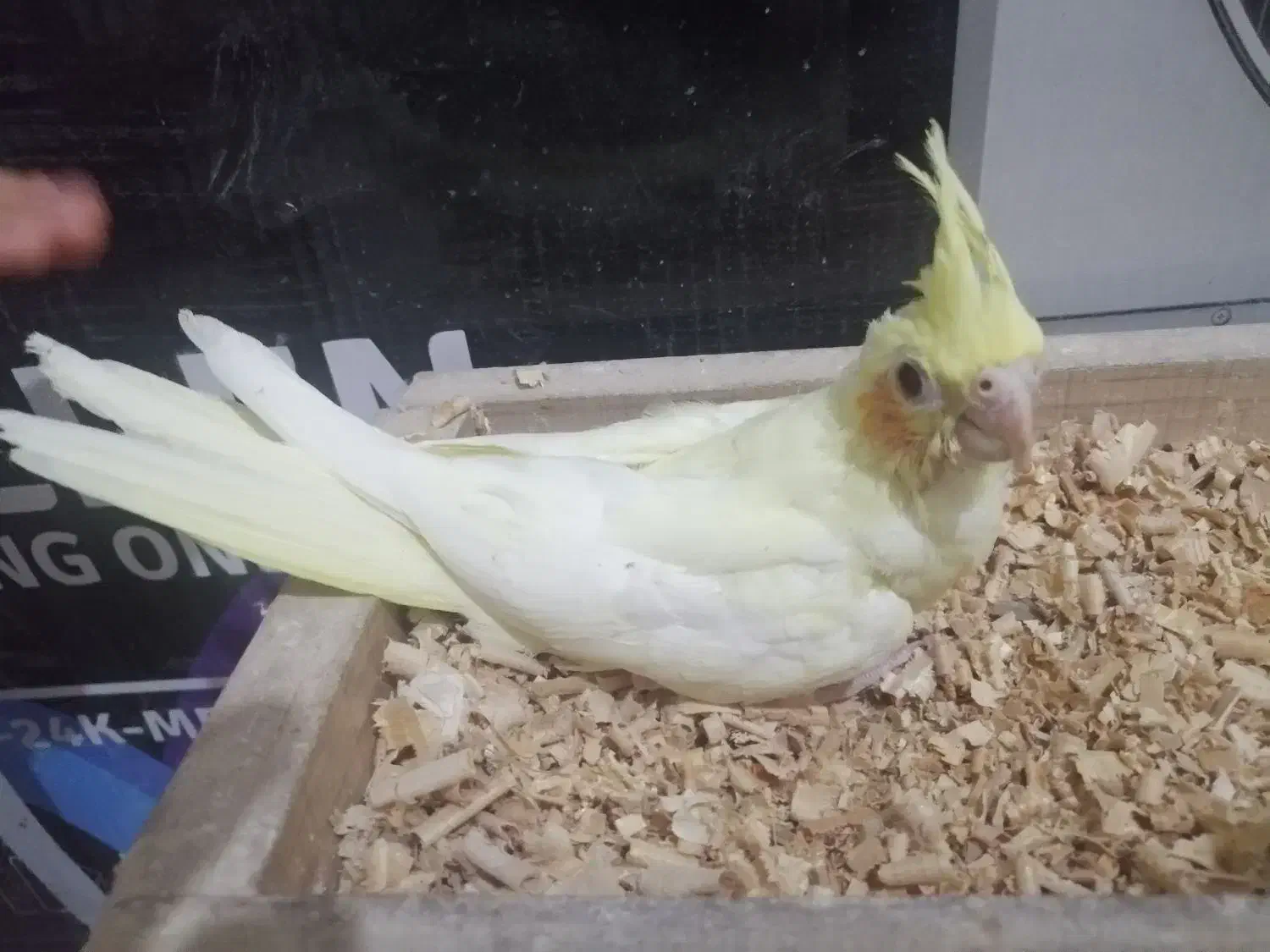 جوجه عروس|پرنده|بندرعباس, |دیوار