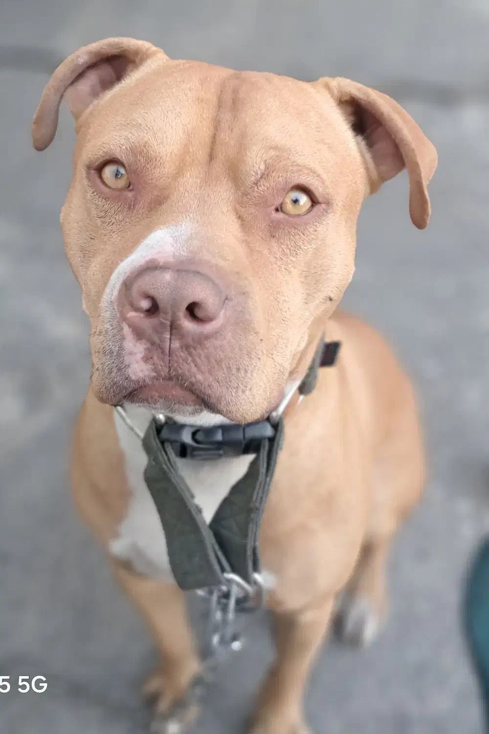 سگ گمشده در فرودگاه مهراباد|حیوانات|تهران, فرودگاه مهرآباد|دیوار