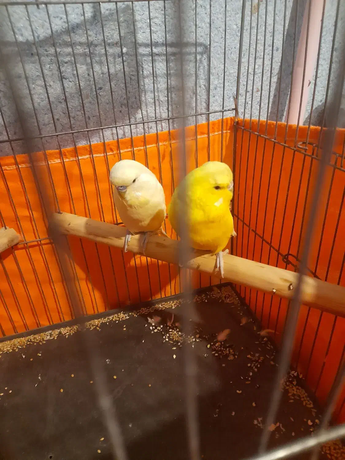 مرغ عشق انگلیسی معاوظه|پرنده|صباشهر, |دیوار