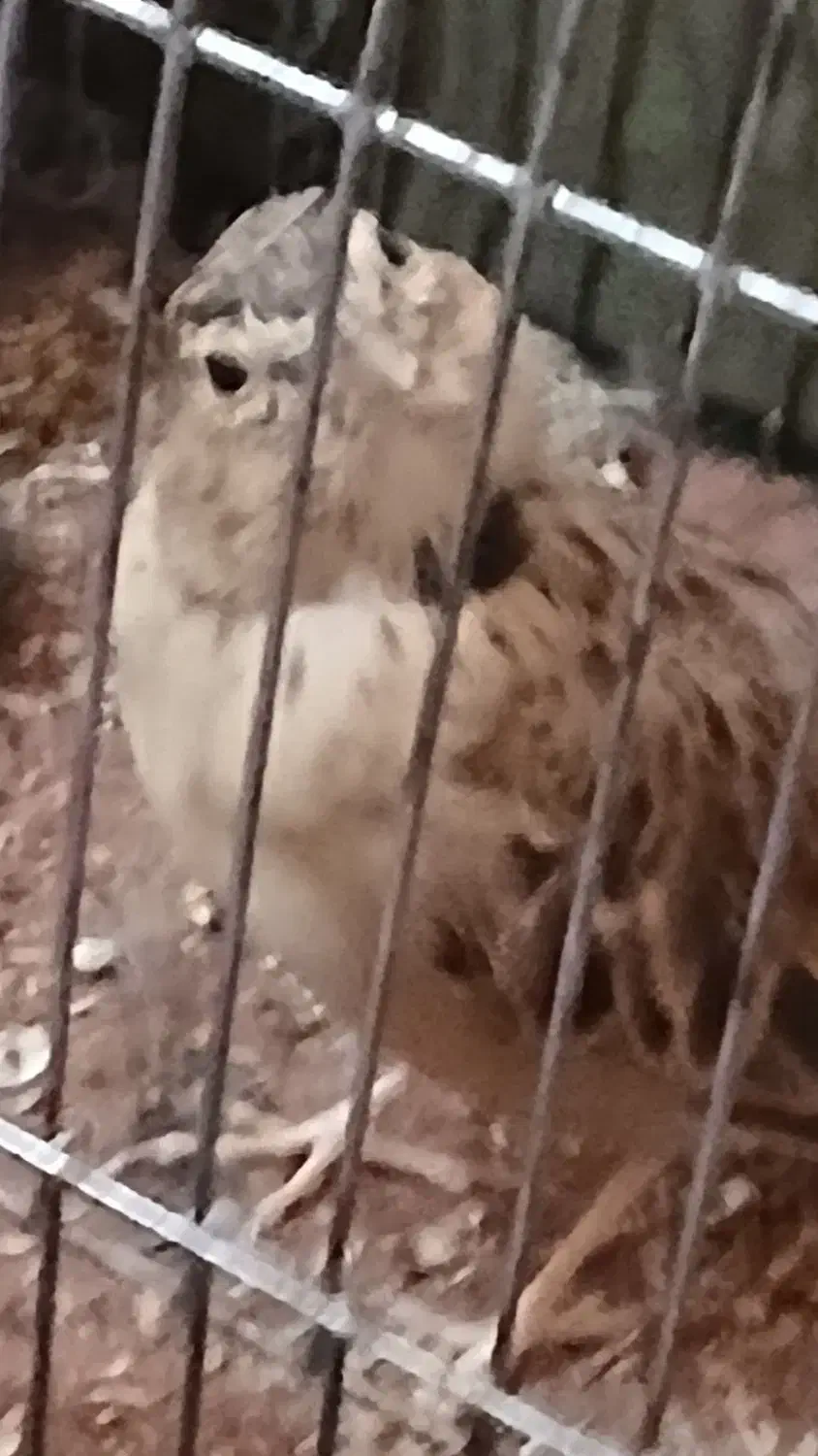 جوجه سهره|پرنده|تهران, اسفندیاری|دیوار