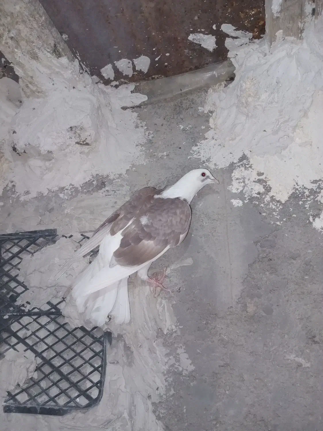 دو تا دوکت|پرنده|ایذه, |دیوار