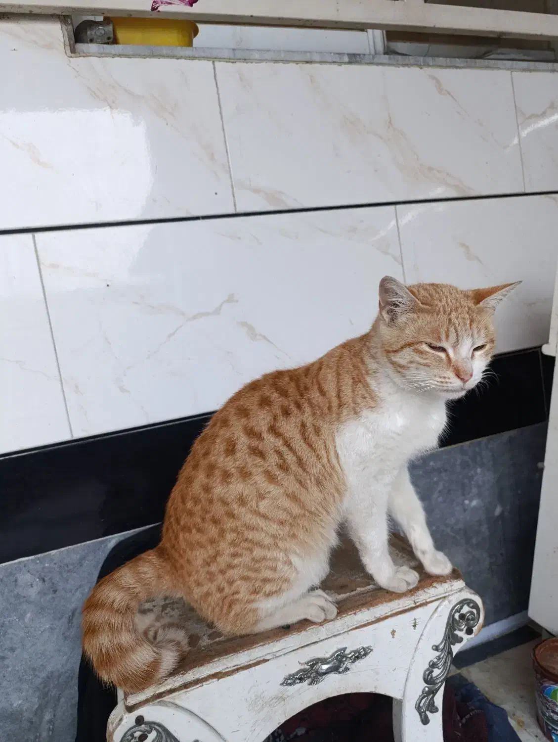 واگذاری رایگان گربه|گربه|مینودشت, |دیوار