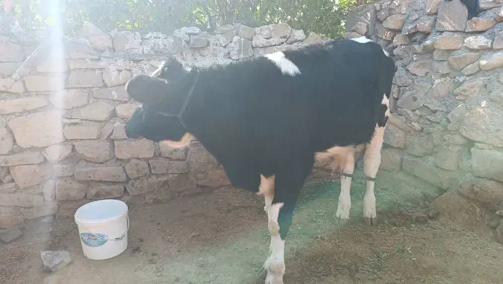 فروش یک راش گوساله اصلاح شده نر|حیوانات مزرعه|دهدشت, |دیوار