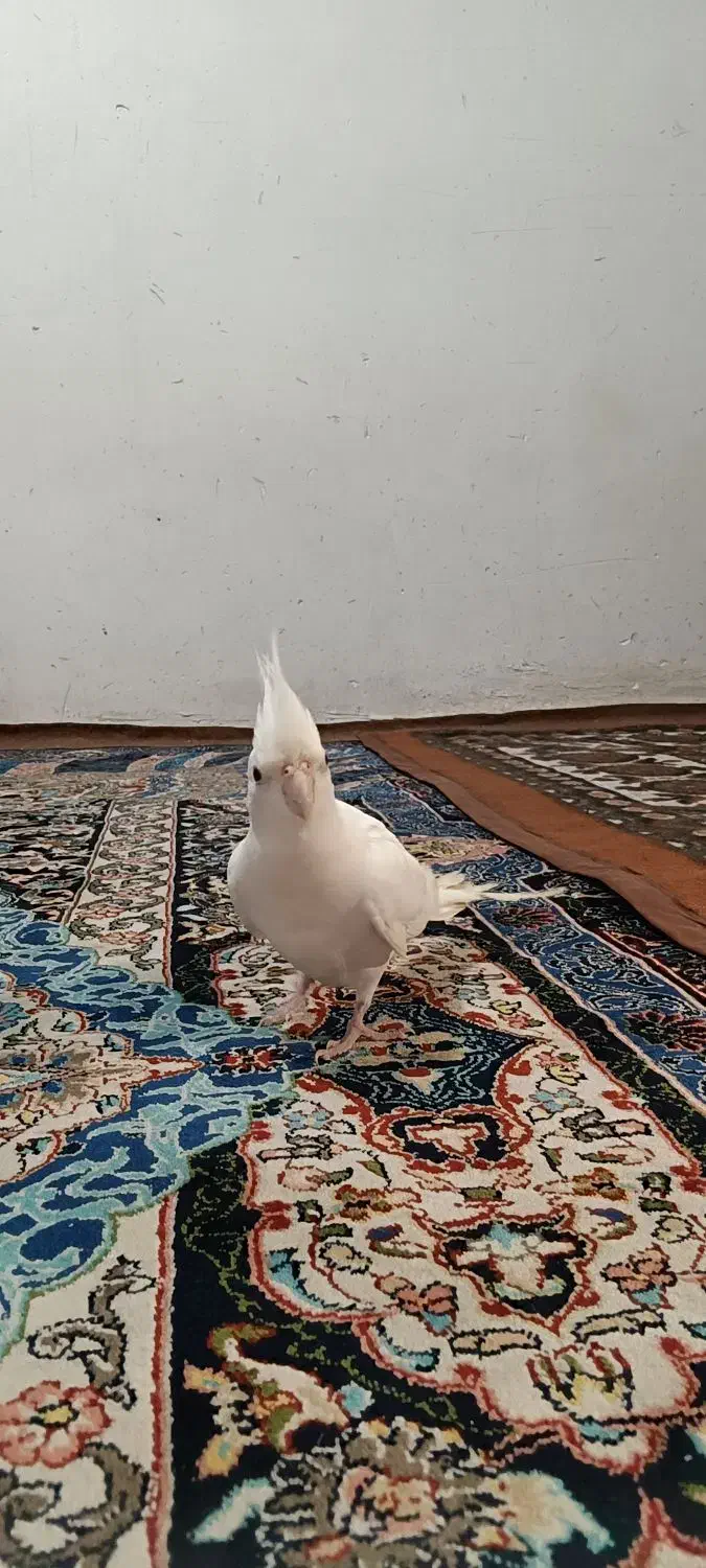 عروس هلندی|پرنده|نقده, |دیوار