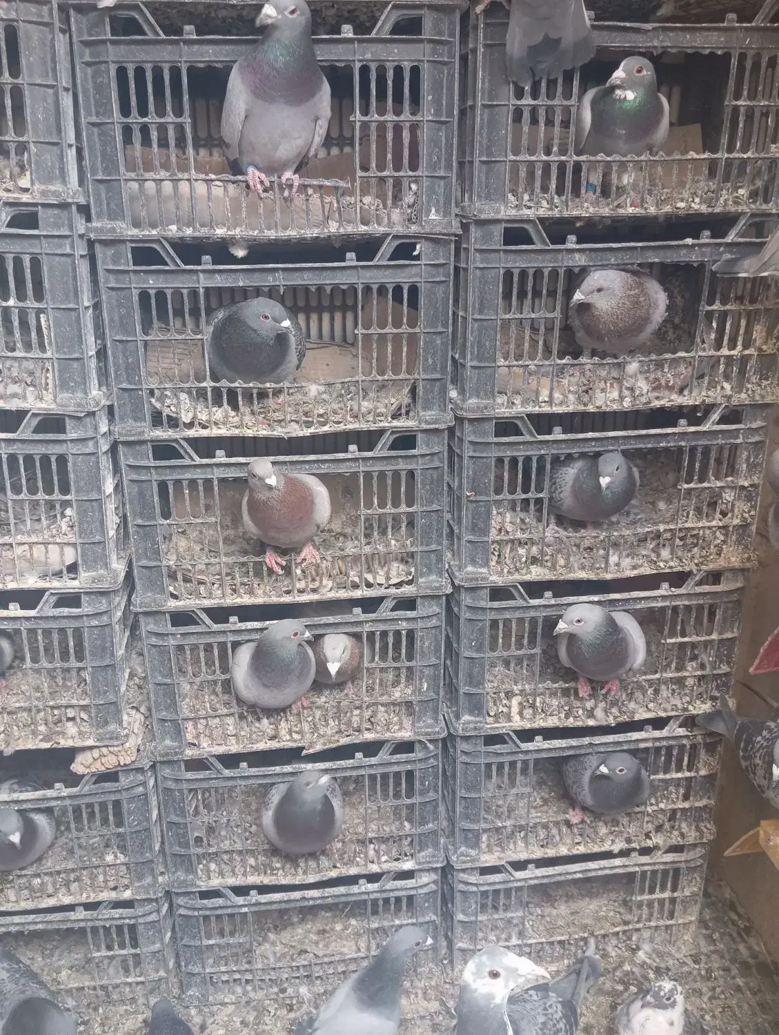 مسافتی|پرنده|میانه, |دیوار