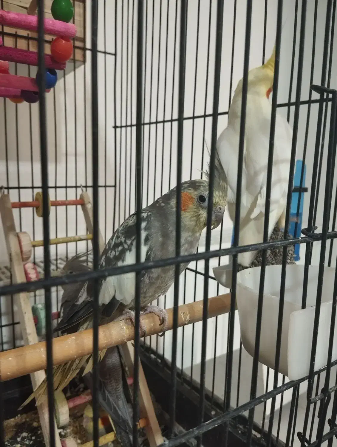 عروس هلندی معاوضه با کبوتر|پرنده|چهارباغ, |دیوار