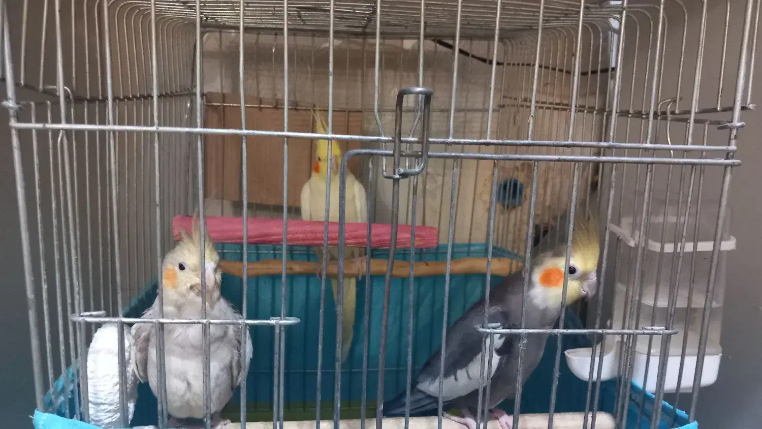 ۳ عدد عروس هلندی|پرنده|باقرشهر, |دیوار