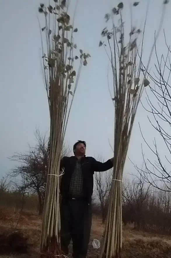 رقم نهال های 1ساله و 2ساله|گل و گیاه طبیعی|دیواندره, |دیوار