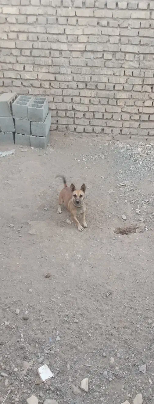 سگ پاکوتاه|سگ|مه ولات, |دیوار