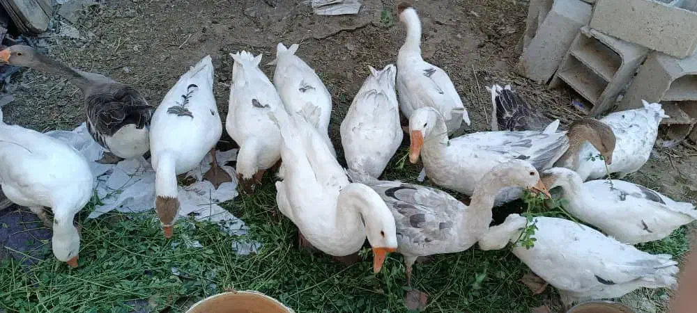 غاز|حیوانات مزرعه|نقده, |دیوار