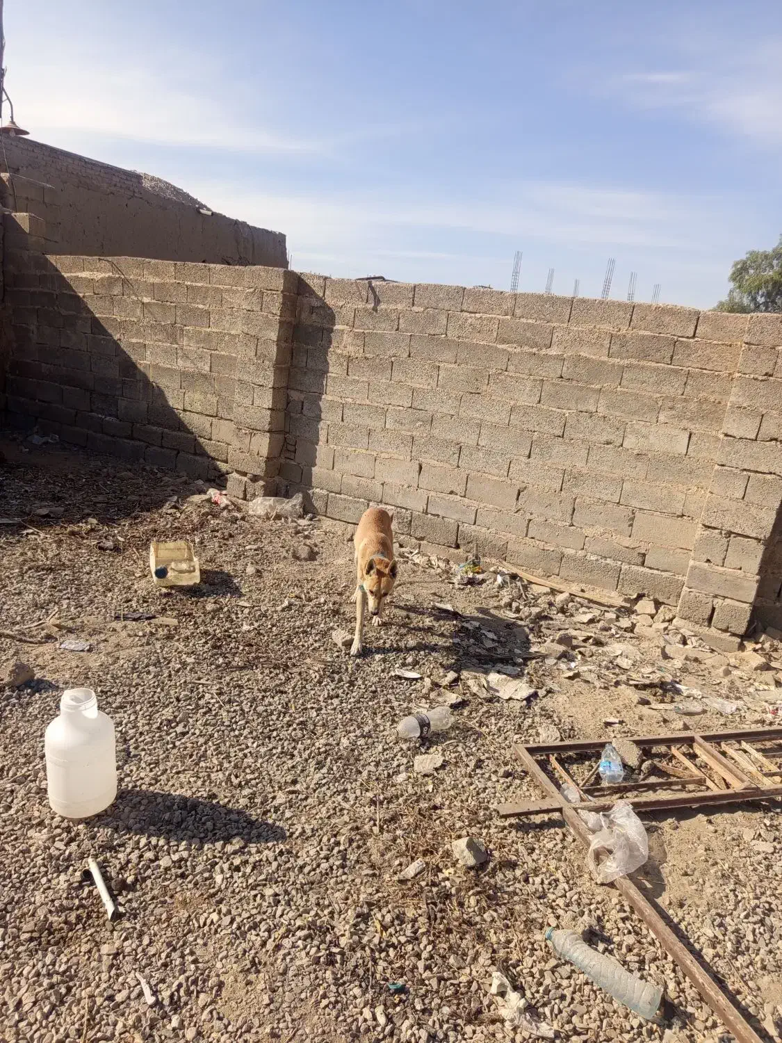 سگ ژرمن ماده|سگ|عنبرآباد, |دیوار