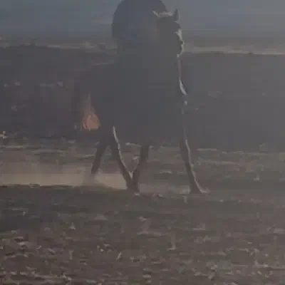 مادیان|اسب و تجهیزات اسب‌سواری|کرمانشاه, |دیوار