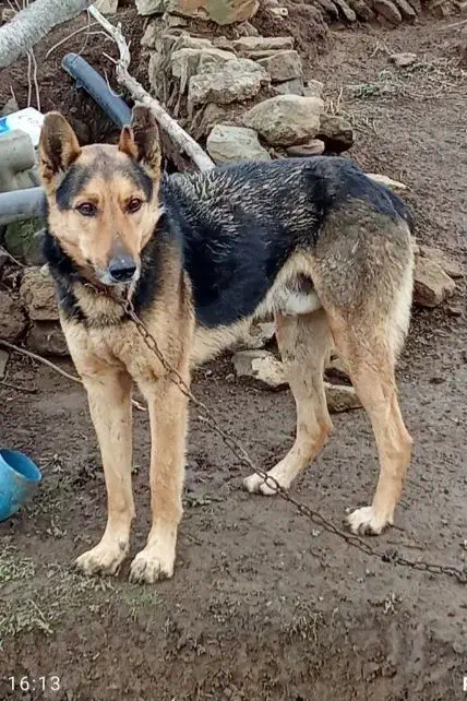 سگ گرگی|سگ|گرمی, |دیوار