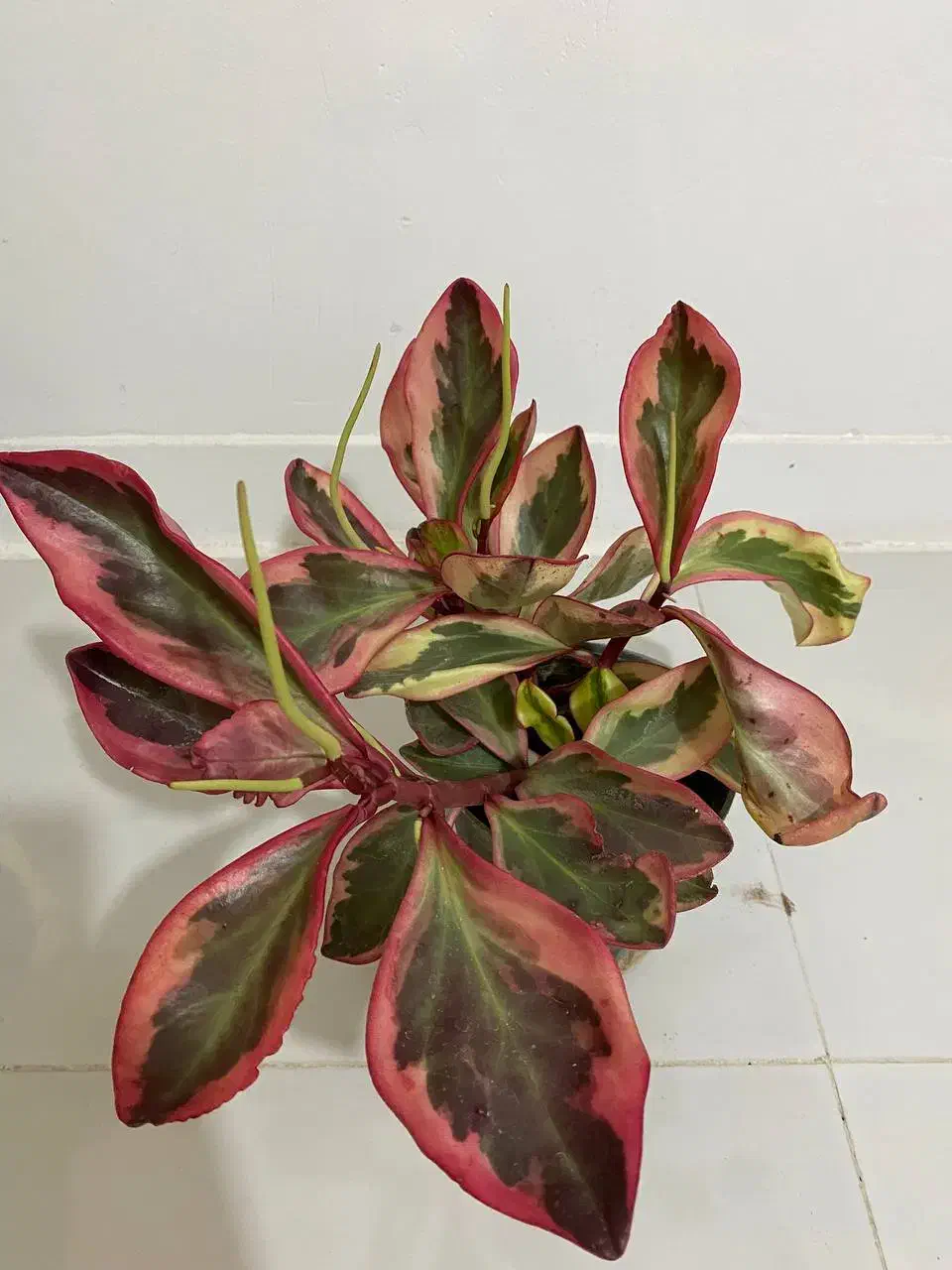 گل شرابی بسیار زیبا و خاص|گل و گیاه طبیعی|اصفهان, فرودگاه شهید بهشتی|دیوار