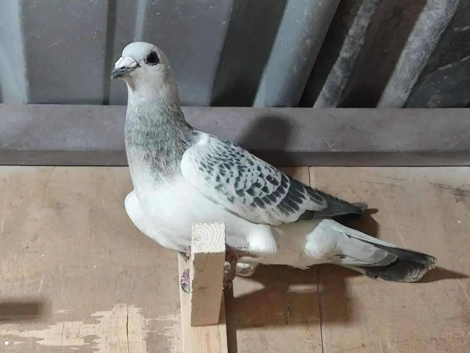 بدرنگ شامی نر پریده|پرنده|رفسنجان, |دیوار