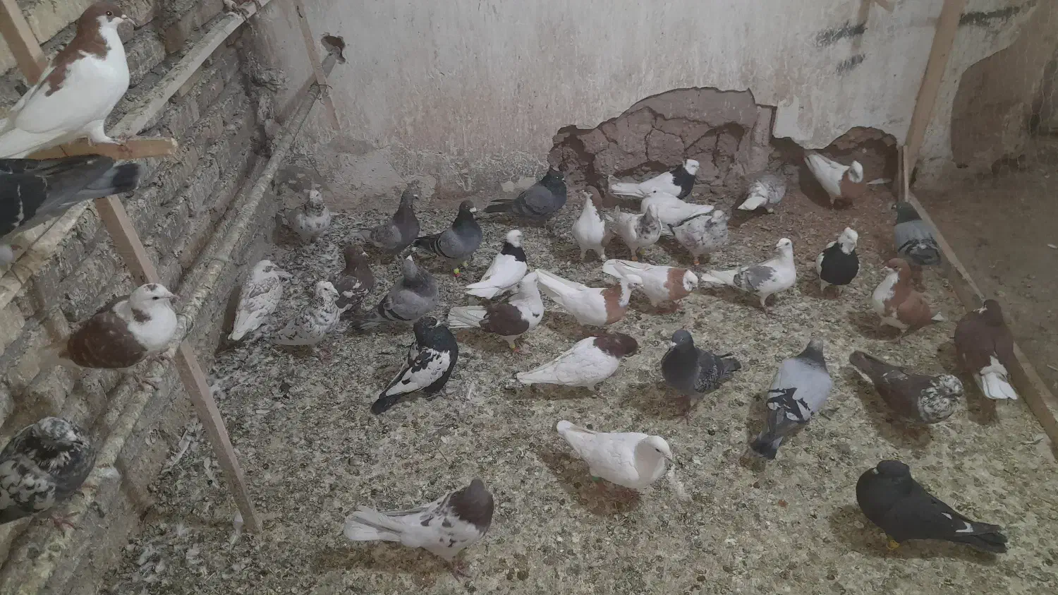 کبوتر|پرنده|رامند, |دیوار