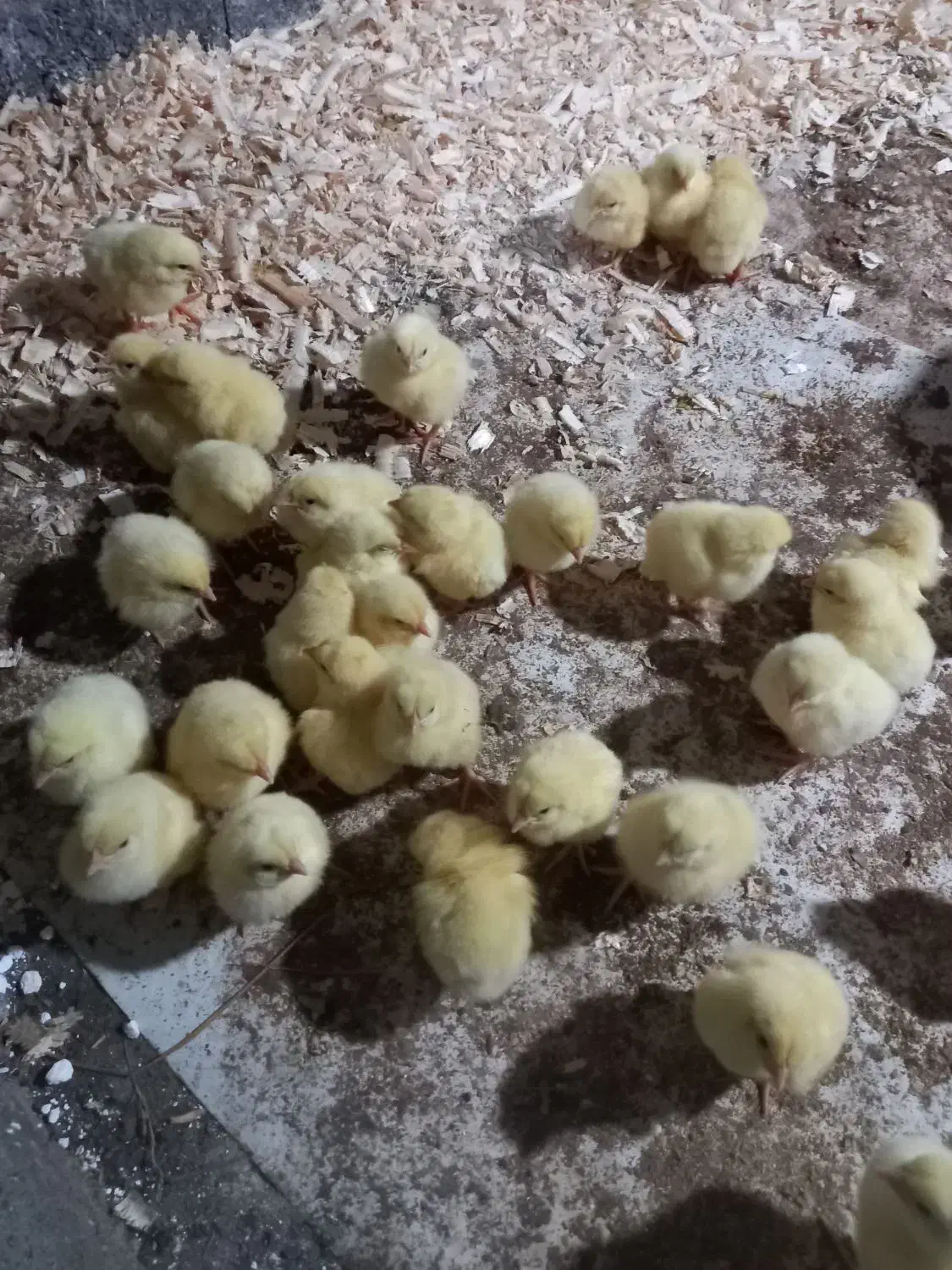 مرغ ارگانیک /مرغ سبز/مرغ|حیوانات مزرعه|لشت نشا, |دیوار