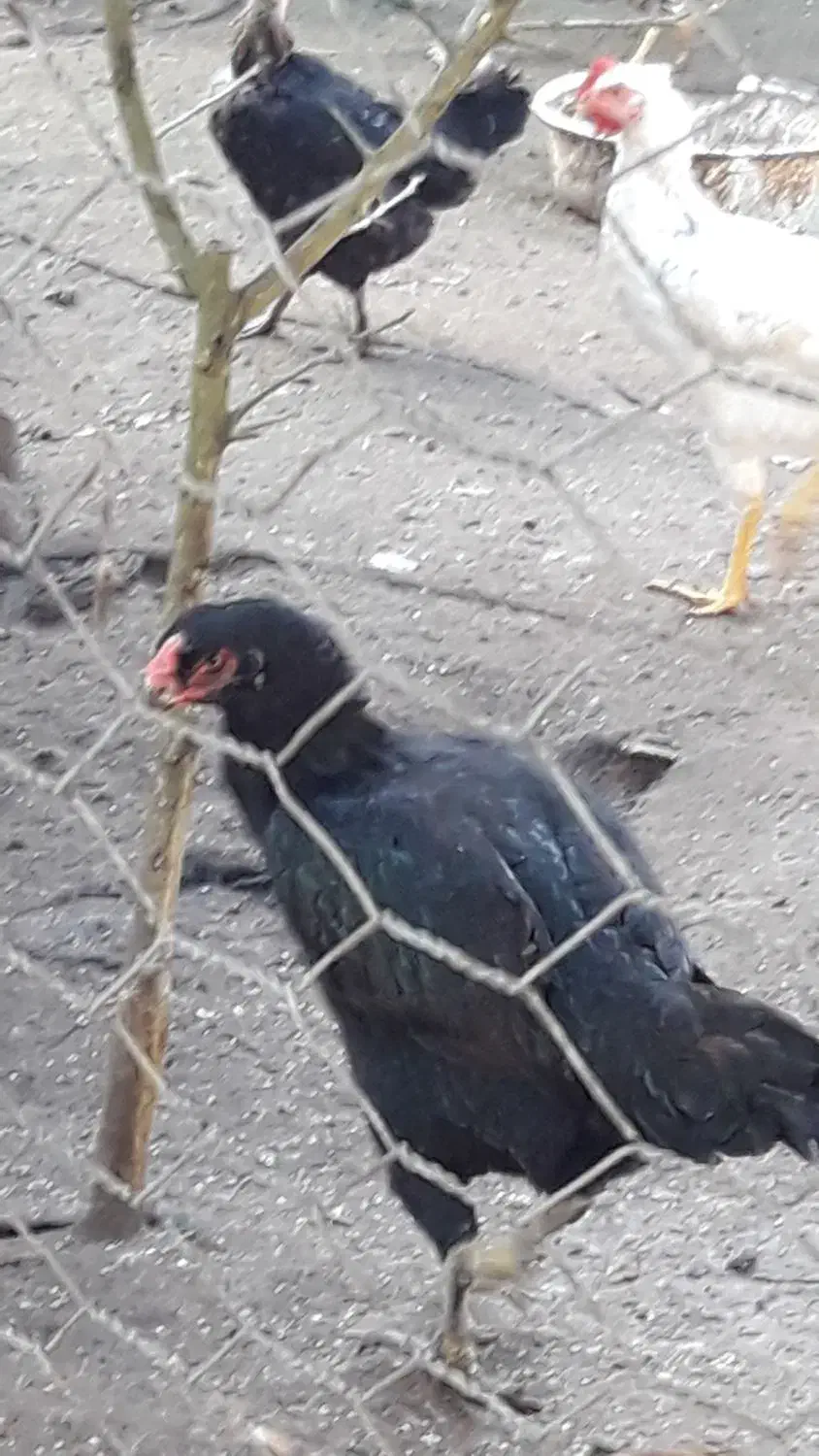 مرغ لاری|حیوانات مزرعه|رشت, حومه رشت|دیوار