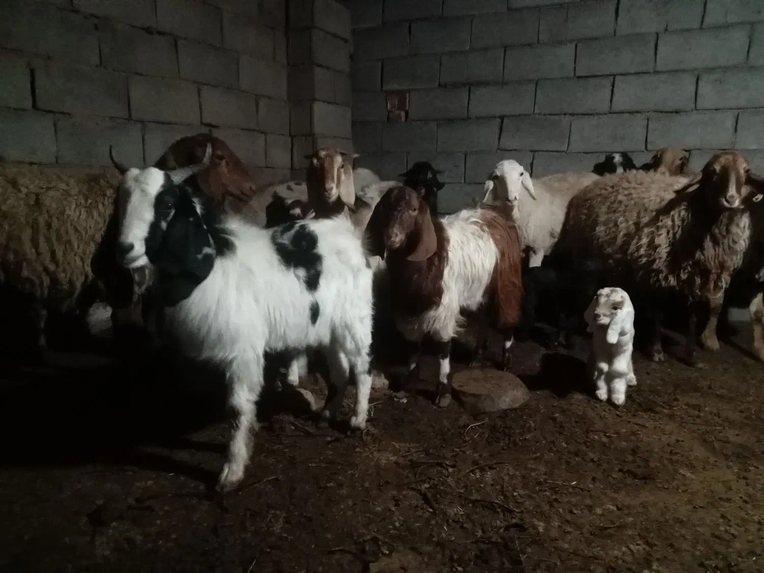 بزغاله|حیوانات مزرعه|قاسم‌آباد (خواف), |دیوار