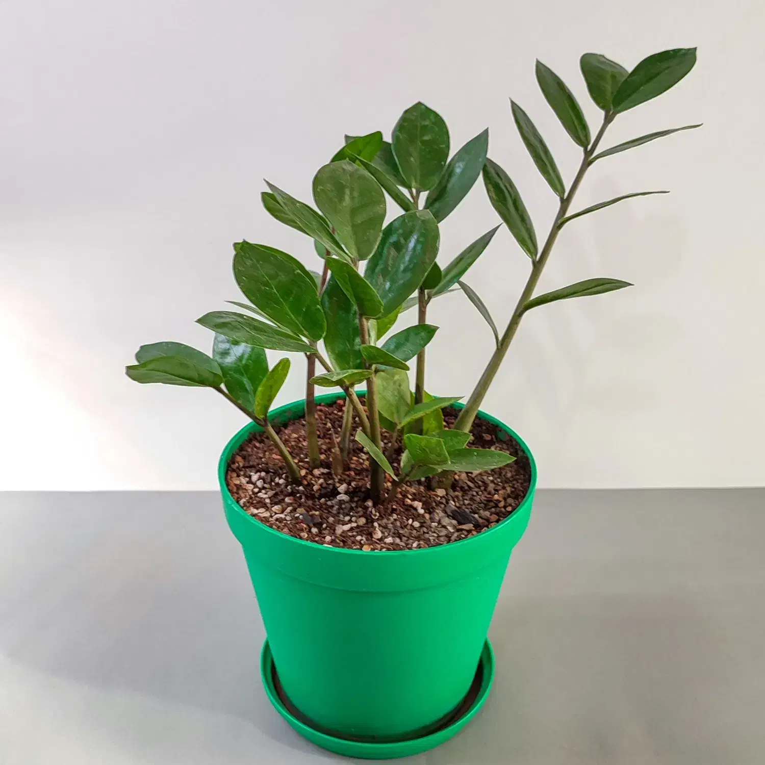 گل و گیاه آپارتمانی مناسب هدیه روز مادر|گل و گیاه طبیعی|فردوس (خراسان), |دیوار