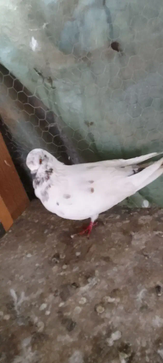 کبوتر‌پروازی|پرنده|رودسر, |دیوار