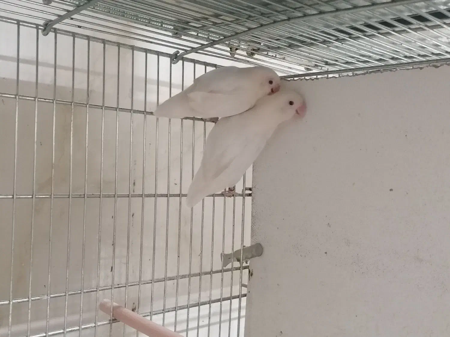 طوطی برزیلی|پرنده|بهار, |دیوار