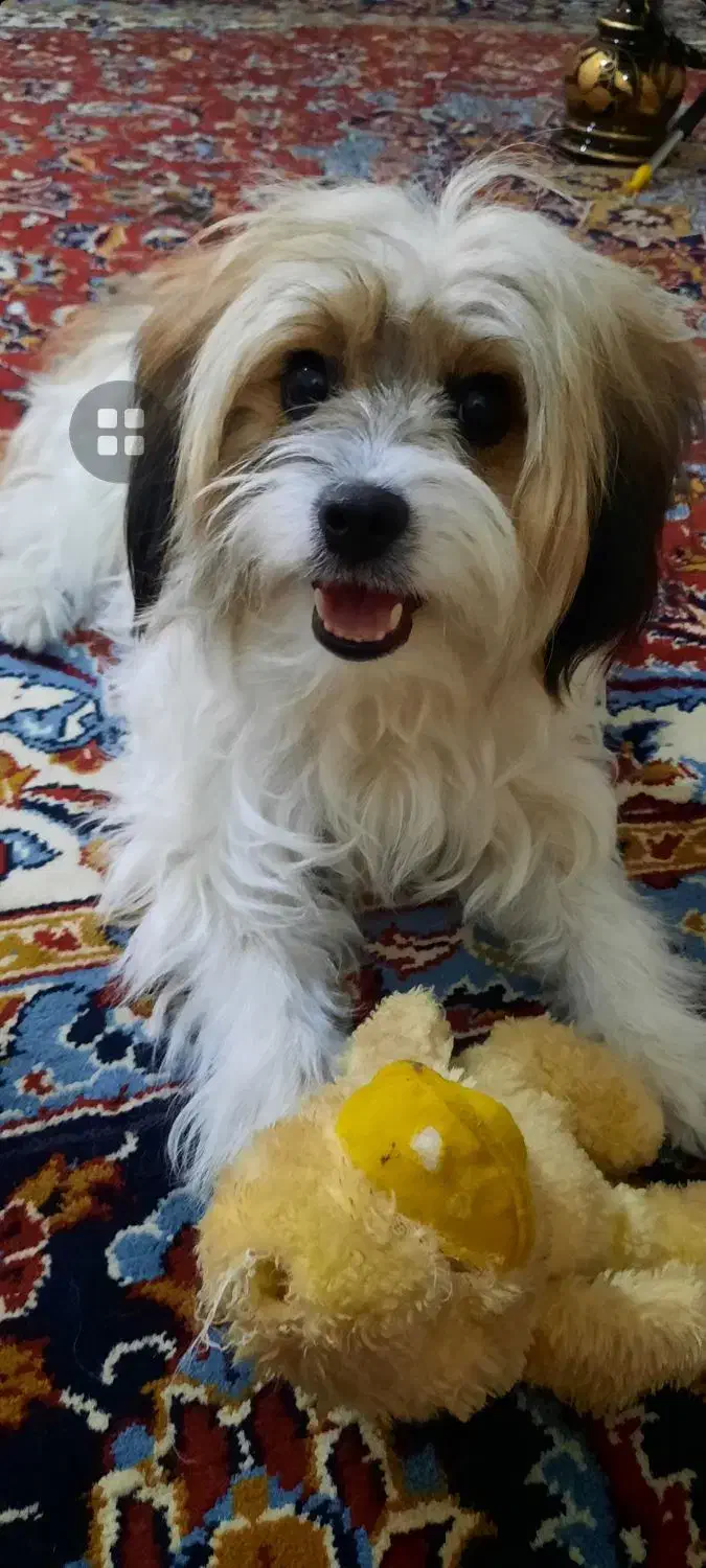 فروش سگ نژاد پیکنیزوشیتزودرپاکدشت|سگ|پاکدشت, پاکدشت (مامازند)|دیوار