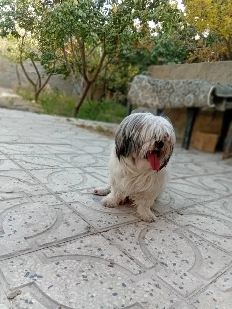 سگ شیتزو فلت فقط 1800|سگ|فردیس, شهرک ناز|دیوار