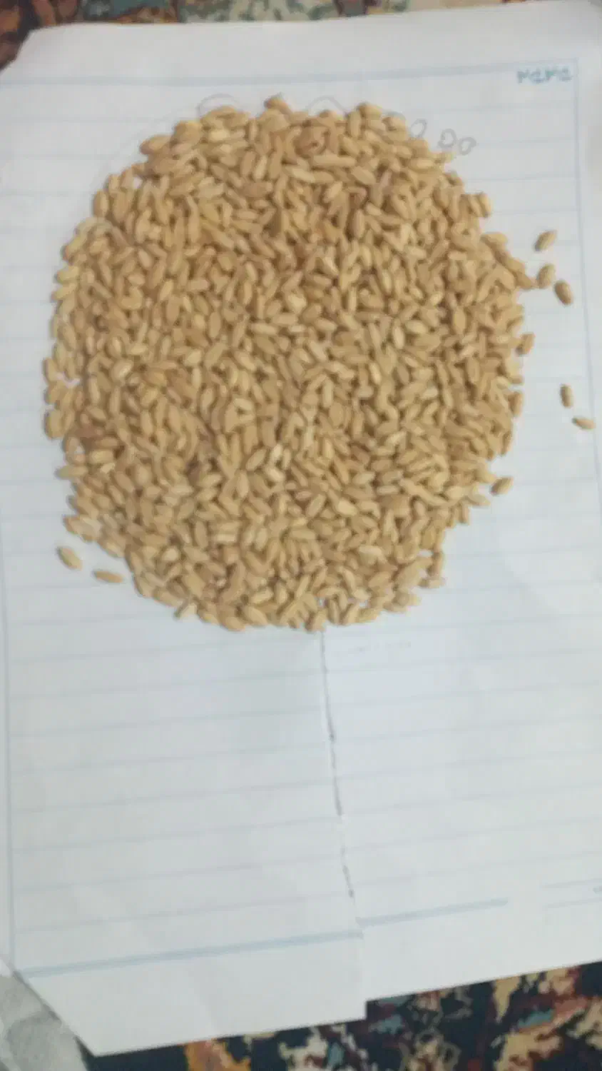 گندوم دیم درجه یک|عمدهفروشی|بروجرد, |دیوار