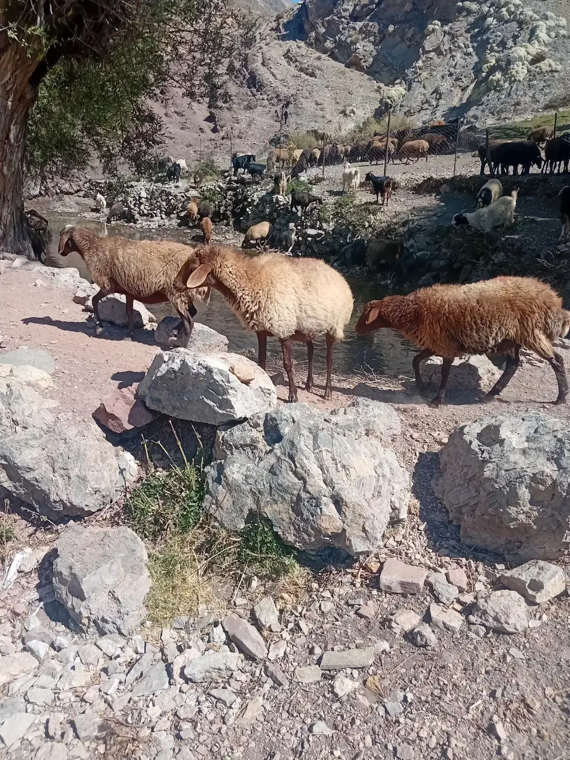 فروش میش چاق|حیوانات مزرعه|مهدی شهر, |دیوار