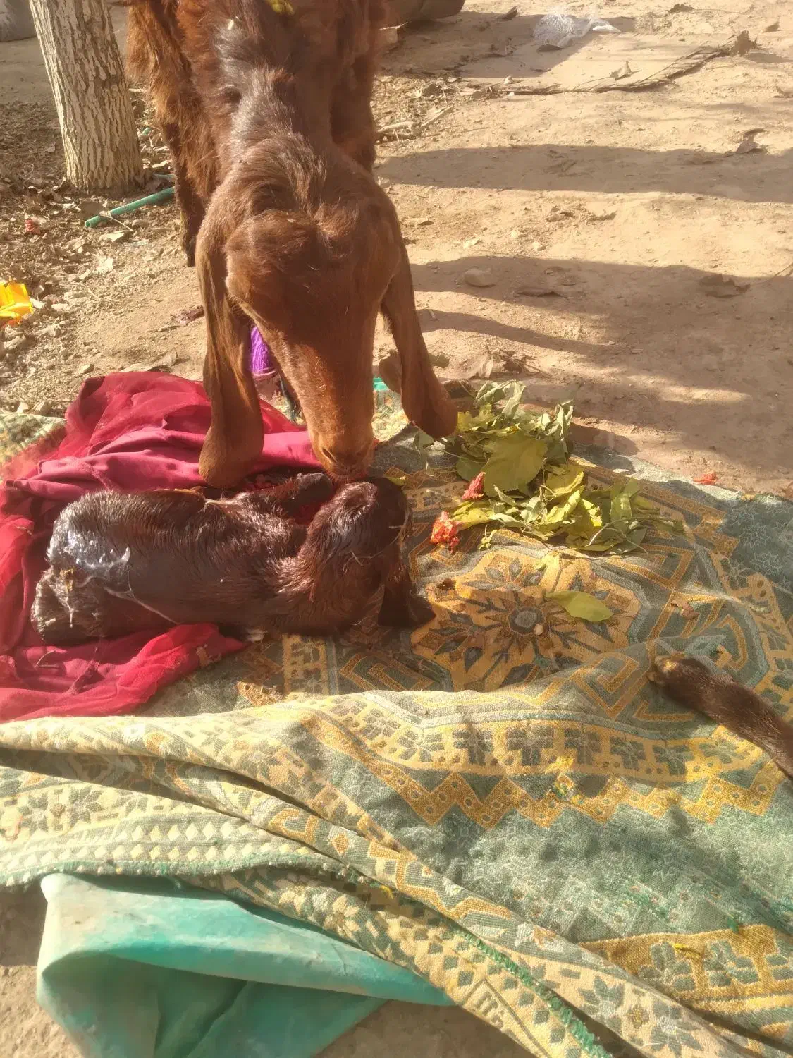 بز   داشتی|حیوانات مزرعه|آباده, |دیوار