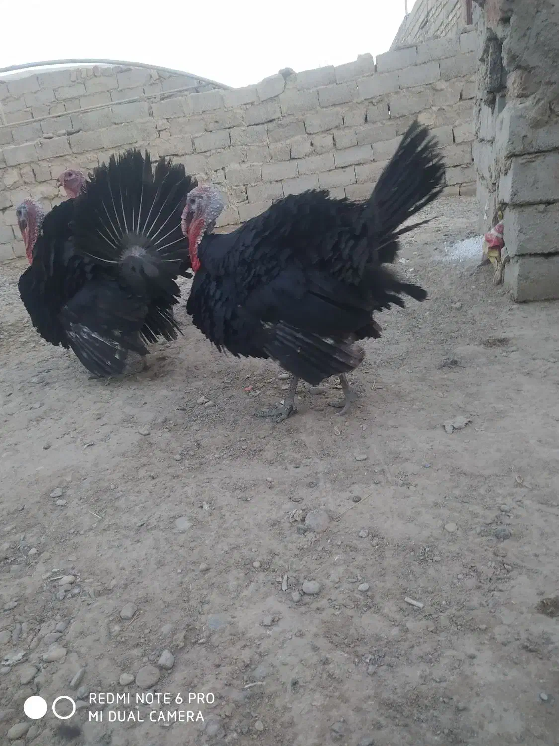 بوقلمون|حیوانات مزرعه|زهک, |دیوار