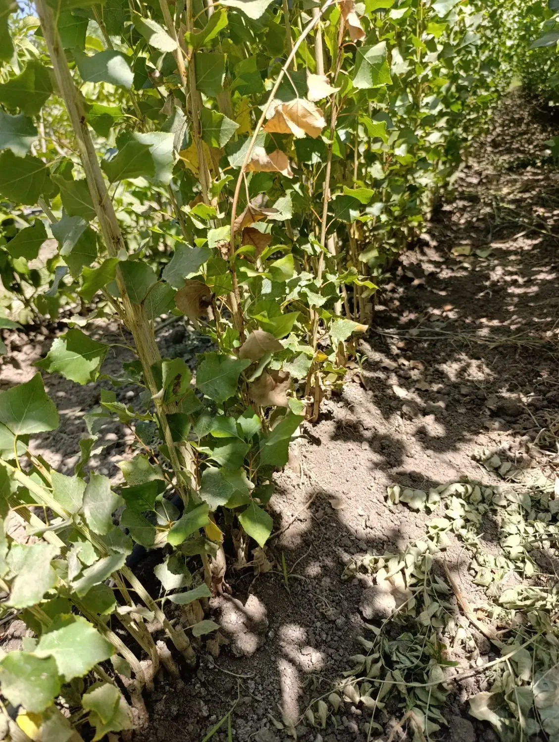 نهال سریع الرشد صنوبر نیگرا ترک امکان پرداخت درمحل|خدمات باغبانی و درختکاری|کرمان, |دیوار