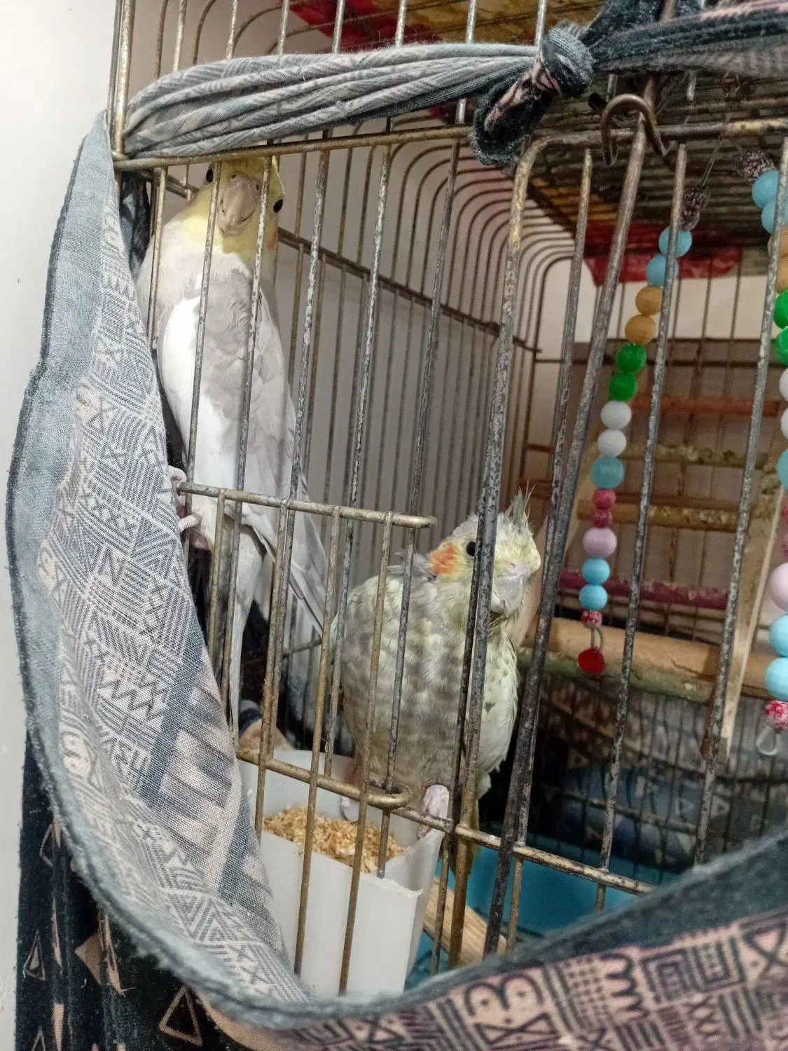 تعدادی عروس هلندی و مرغ به فروش میرسد|پرنده|قرچک, محمد آباد|دیوار