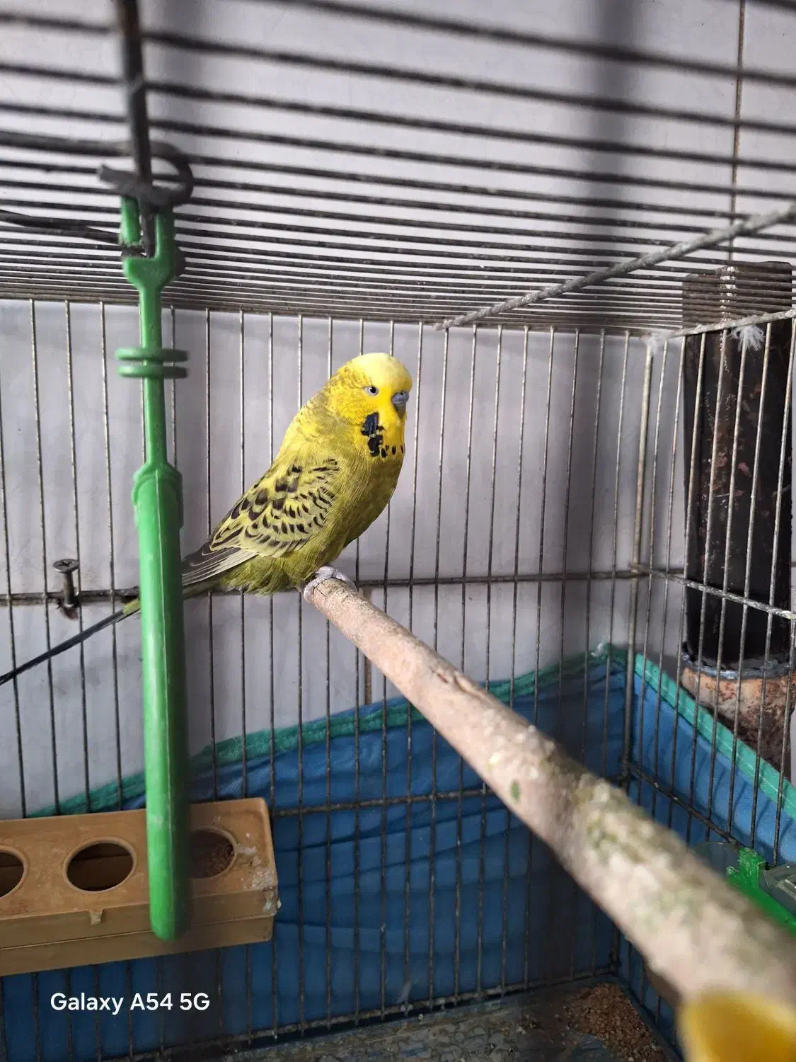 ۳ عدد مرغ عشق یدونش انگلیسی با یه قفس|پرنده|اندیشه, اندیشه فاز ۱|دیوار