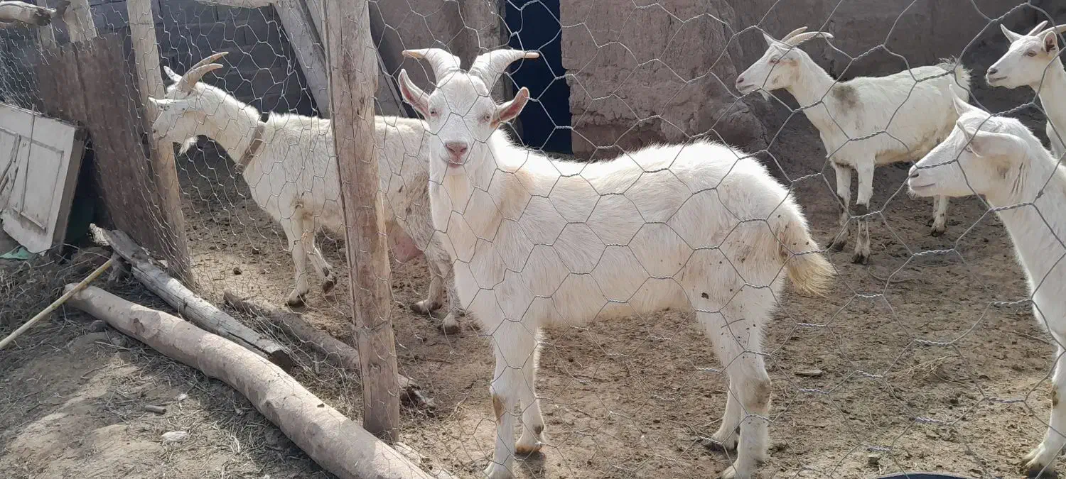 نربز سانن|حیوانات مزرعه|نیشابور, خط کاشمر|دیوار