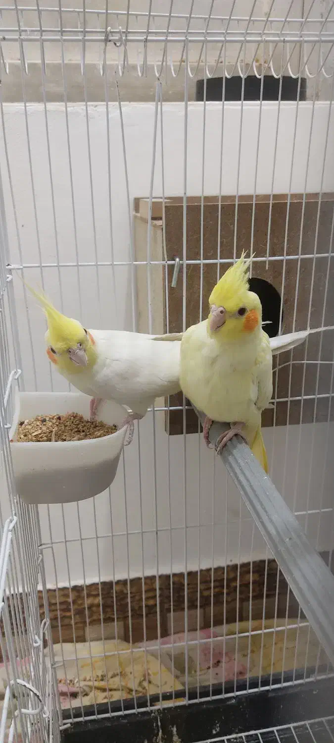 طوطی عروس هلندی نر وماده|پرنده|بهبهان, |دیوار