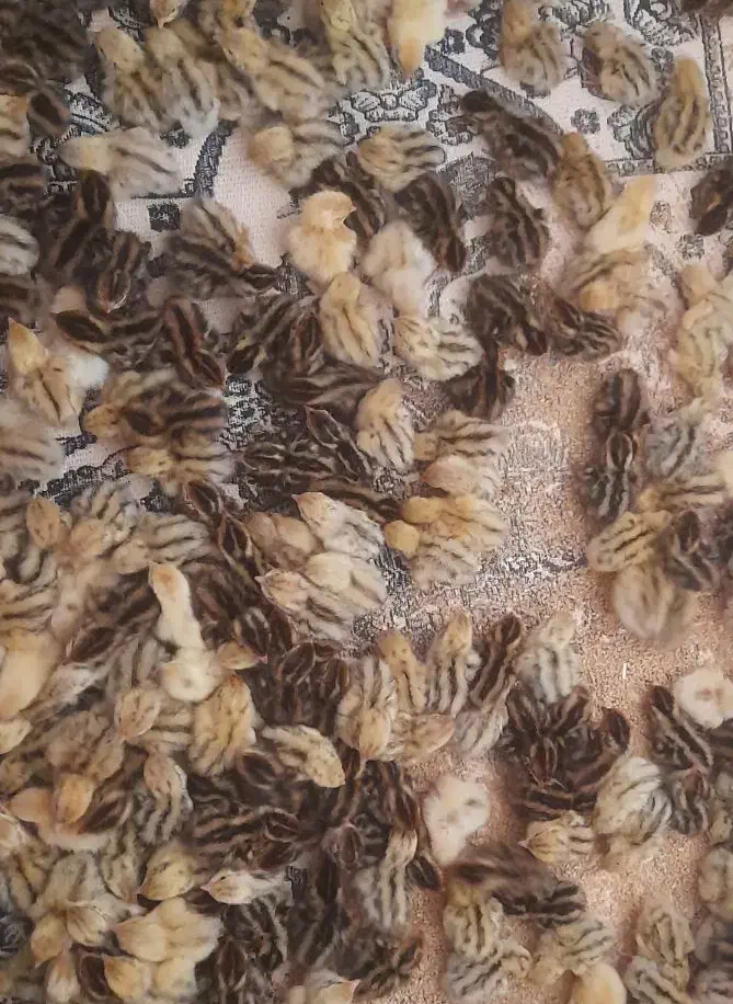 جوجه بلدرچین|حیوانات مزرعه|مهران (ایلام), |دیوار