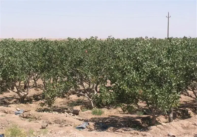 اجاره رهن زمین کشاورزی|اجارهٔ دفتر صنعتی، کشاورزی، تجاری|قم, شاه ابراهیم|دیوار