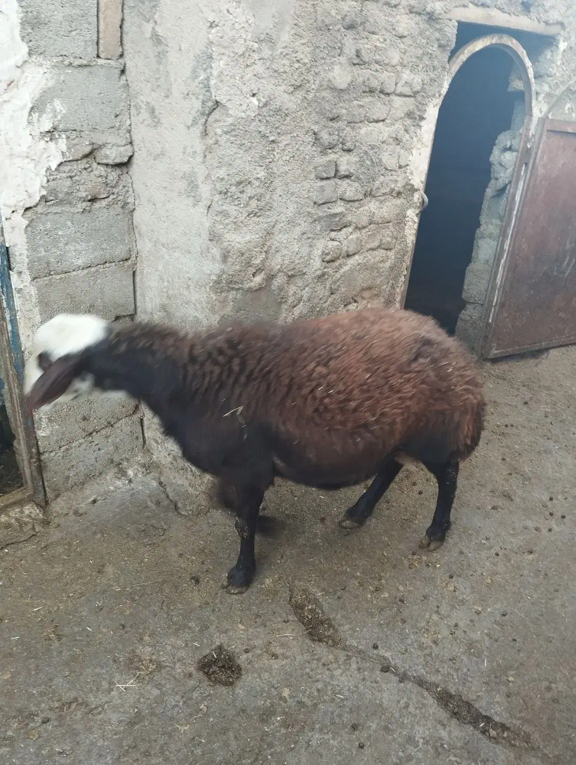 فروش یه عدد بره قوچ|حیوانات مزرعه|نهاوند, |دیوار