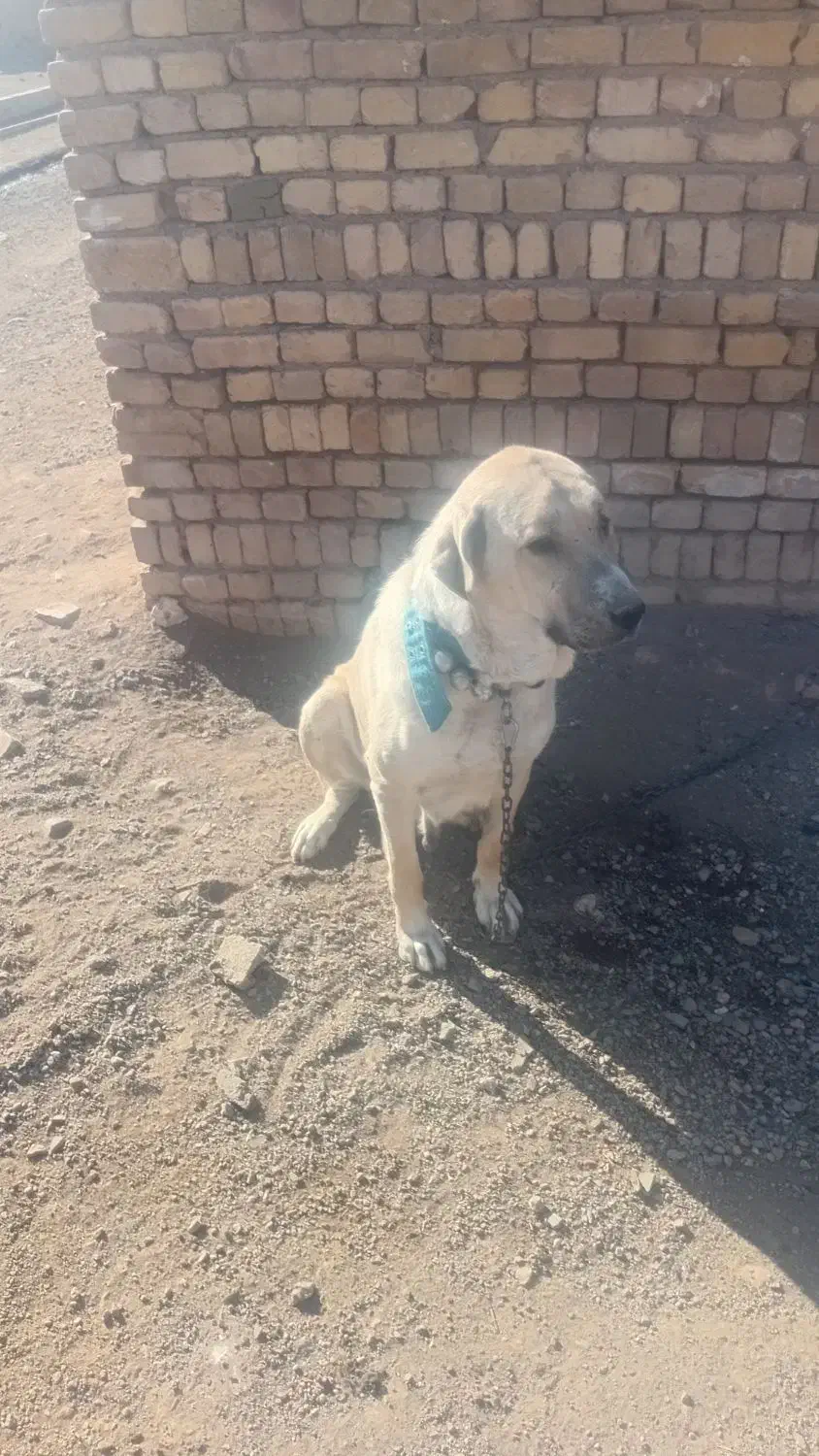 سگ ماده پژدر گمشده|حیوانات|بوئین زهرا, |دیوار