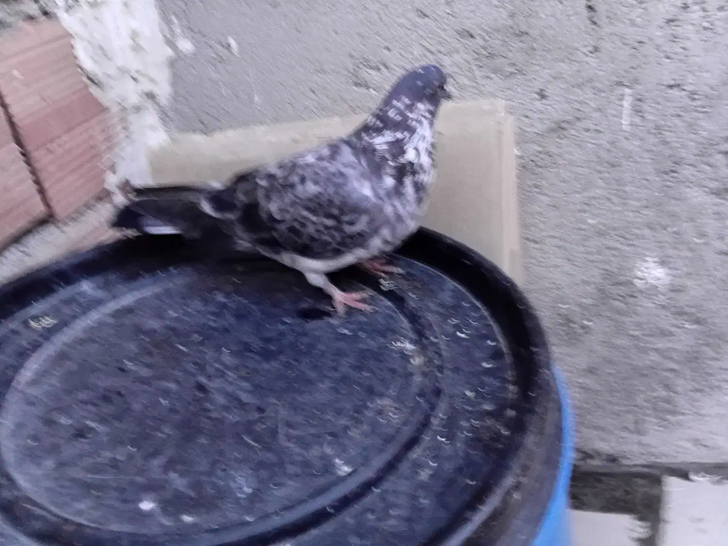 کبوتر|پرنده|اردبیل, |دیوار