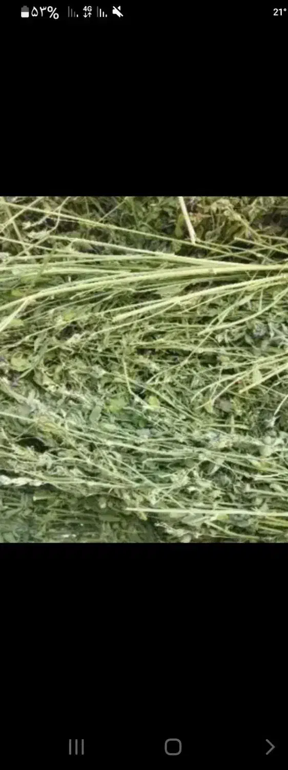 یونجه خشک|لوازم جانبی حیوانات|اهواز, شهرک الهیه|دیوار