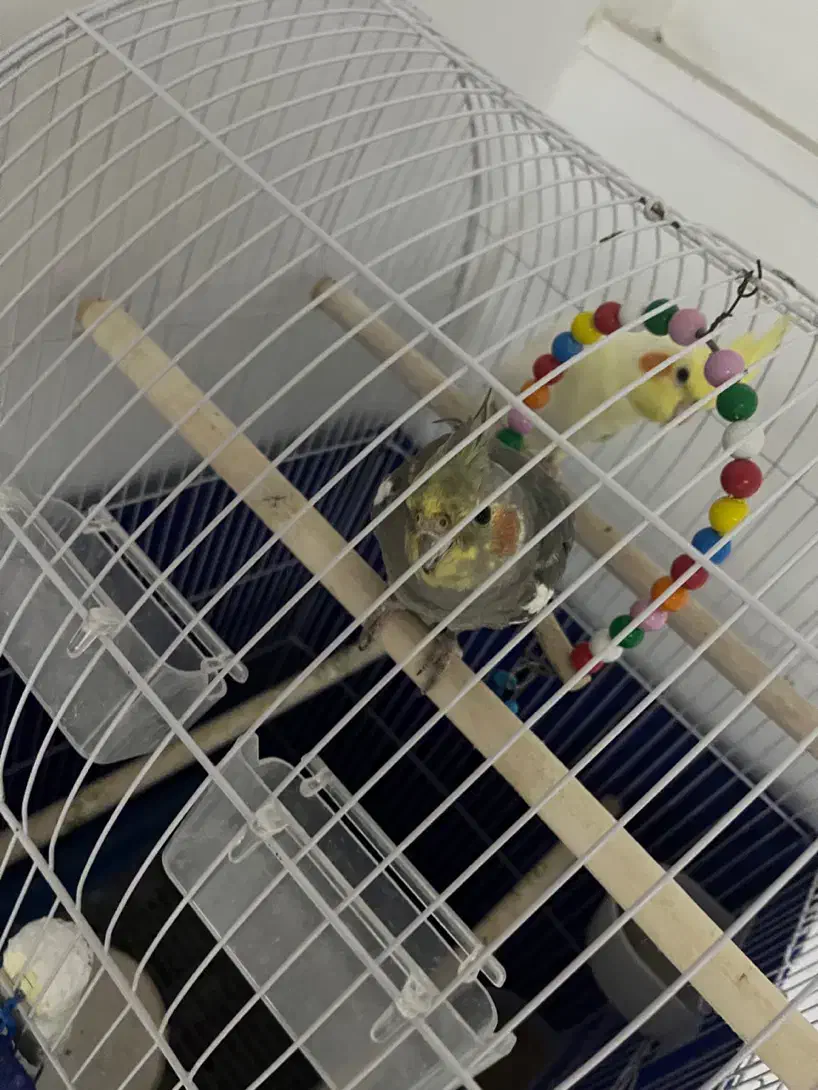 عروس هلندی ۶ ماهه|پرنده|تنکابن, |دیوار